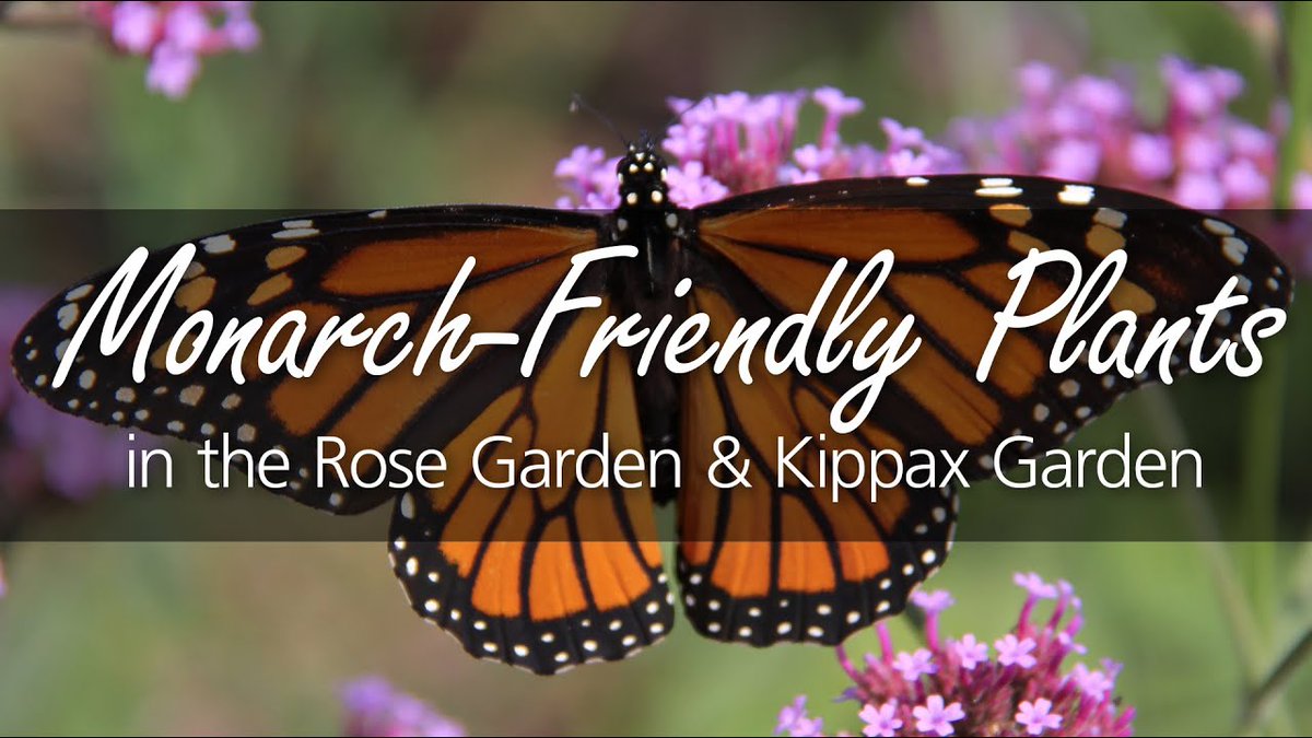 RBGCanada's tweet photo. RBG is a Monarch Waystation! Monarchs depend on plants in Kippax Garden and the Rose Garden along their monumental migration to Mexico. What are some of the monarch friendly plants? 6 Plants for Attracting and Feeding Monarchs at RBG: https://t.co/i6x0KLaLvY #FeelTheFlutter https://t.co/y3DoBQr3kE