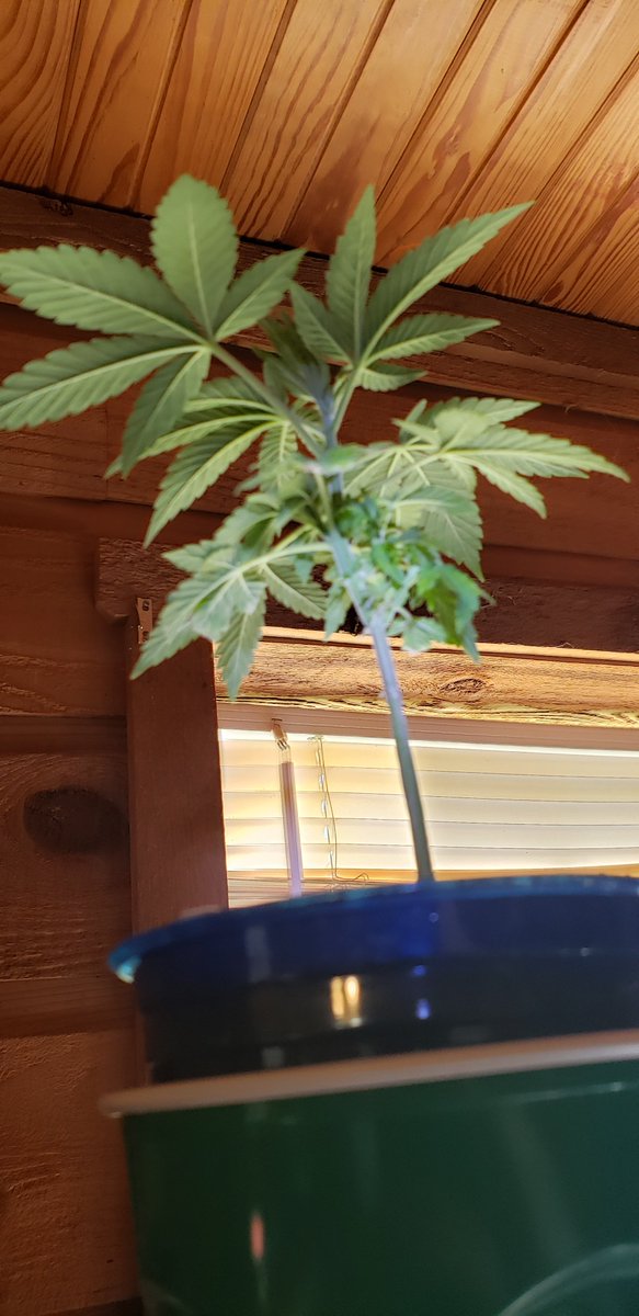 Pyedbryan's tweet image. This plant had 3 cotyledon leaves, and now it has this cluster of activity in the middle.  Is this like a 4 leaf clover or a Siamese twin vibe?  Sorry so blurry.