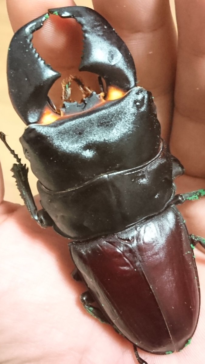 スマトラオオヒラタクワガタ 顎太極太血統 種親使用済み♂