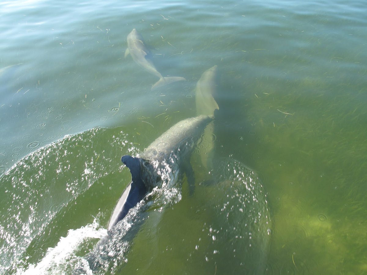 “The majesty of nature depends upon the force of the human spirit.” — John Ruskin

Atlantic bottlenose dolphins (Tursiops truncatus) are iconic marine mammals that can often be spotted in Everglades National Park.

NPS Photo

#Everglades75th #Everglades #EvergladesNationalPark