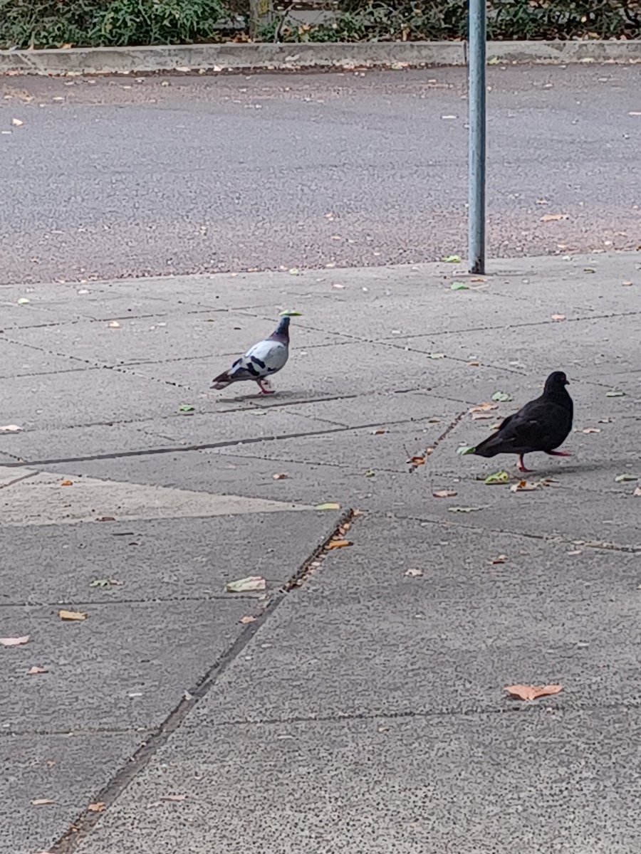Showji__'s tweet photo. I have found birds https://t.co/zm3V9aOYG8