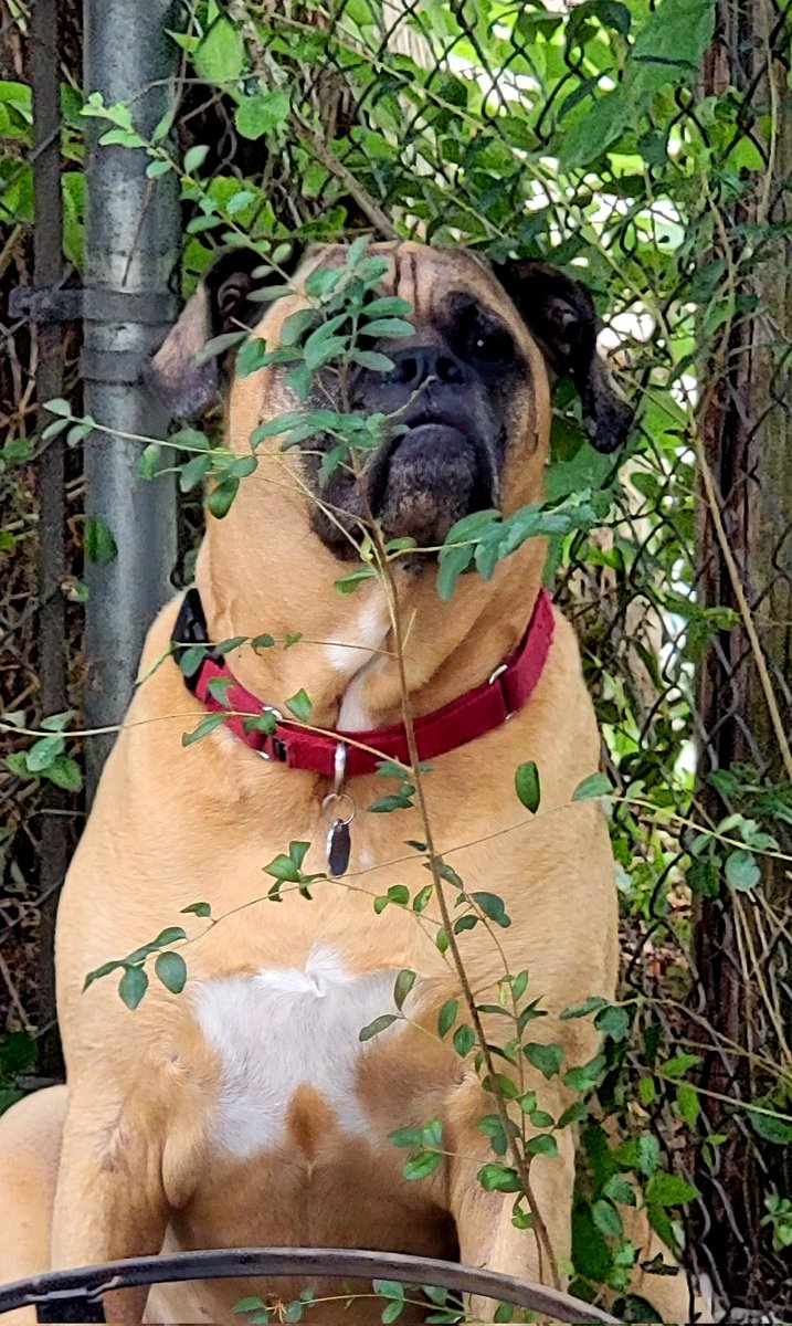 blank_steve's tweet photo. My dog is seriously trying to hide from me behind this little weed... haha https://t.co/YnnttEXj8N