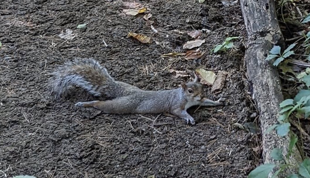 No one:

Squirrel: splooting