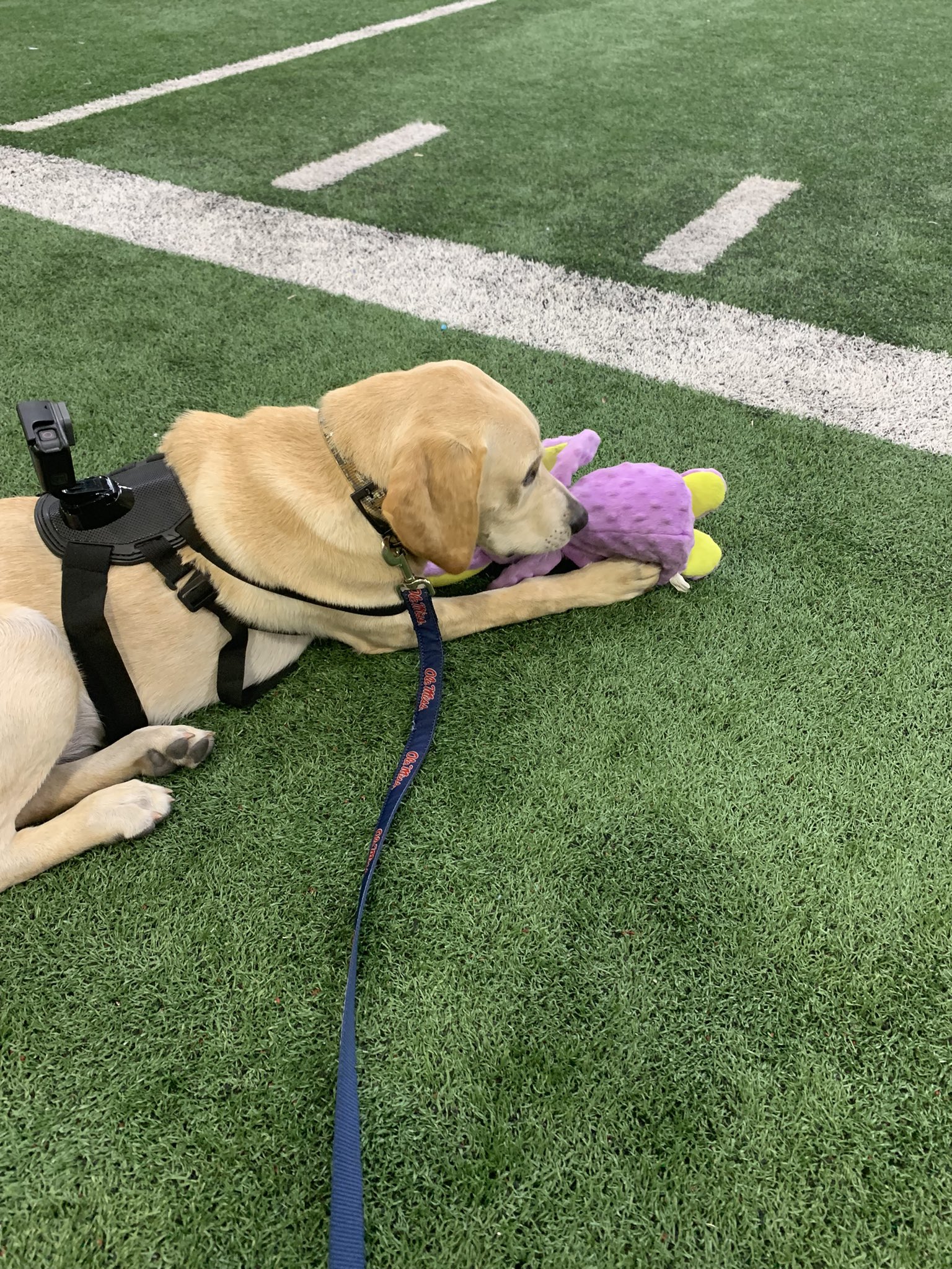 Juice Kiffin on Twitter "Why do my other siblings hunt ducks and other