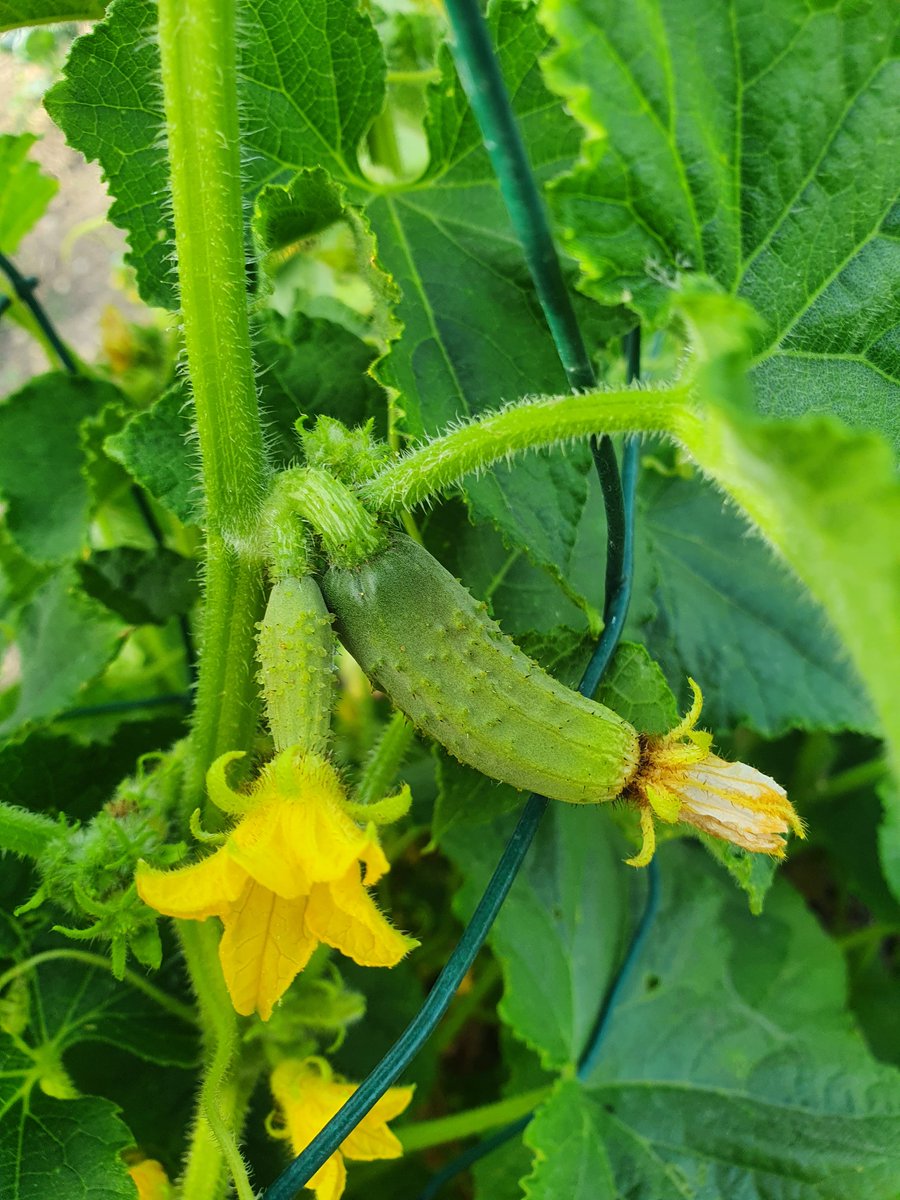 Templars Cider tweet media