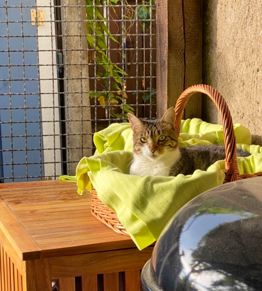 Klimt_Katzen's tweet image. „Ja, ich hab mich selbst schon transportfähig verpackt. Und jetzt bitte nach oben und dann 4 Leberwurstsnacks bitte, eine Katzenmilch on the rocks, ohne das alberne Schirmchen und Hühnchenfilet. Nein, das wäre alles. Danke!“