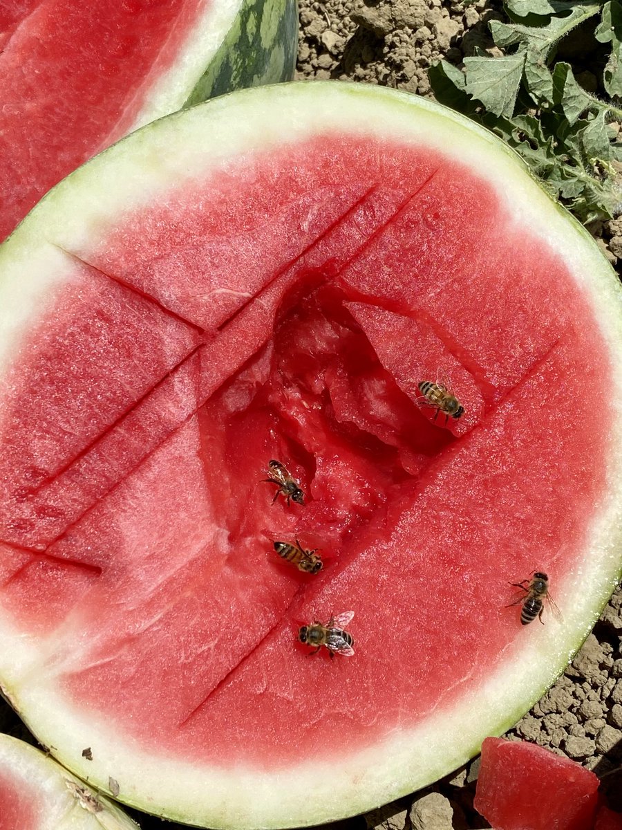 Westside Farmer tweet media