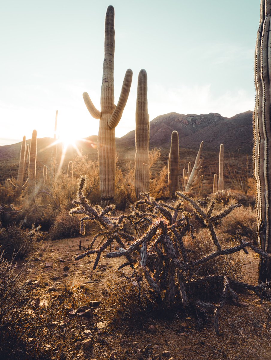 TucsonRomero's tweet photo. Happy 247th birthday, #Tucson! I am proud to serve as Mayor of this amazing city. As we work to create a more just future, we honor the Tohono O’odham and Pascua Yaqui peoples, stewards of this land for thousands of years. https://t.co/0ijz6vR9r3
