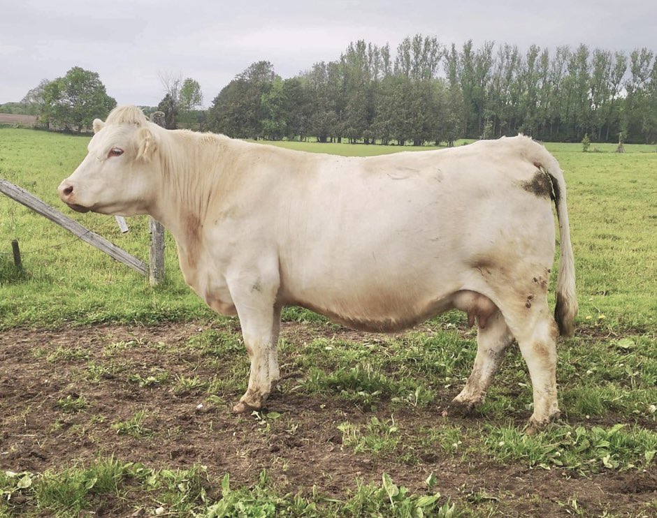 steppler_andre's tweet photo. What an opportunity to acquire this foundation Full French female - Echo Springs Orianna 13C. Thank you Erin Briggs for the opening up the cow herd to allow this type of female to be bought. #fullfrench #charolais #foundationfemale #canadiandesign #canadianmade https://t.co/VGkO4WEAt1