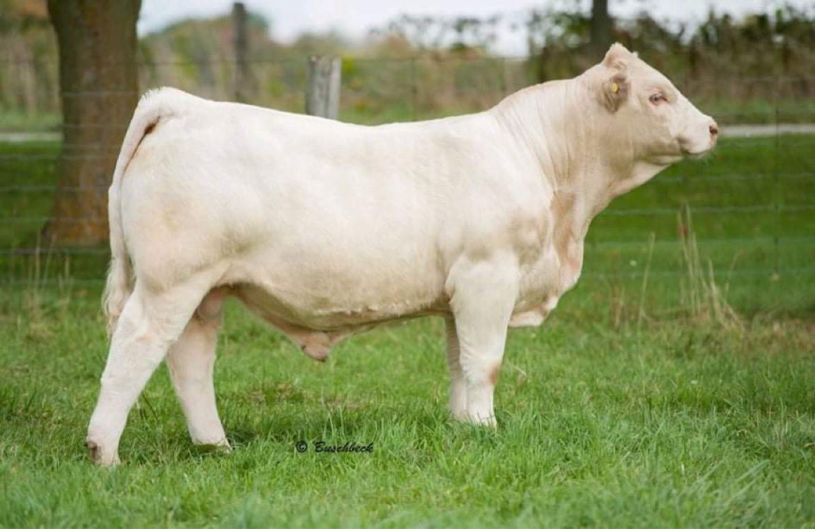 steppler_andre's tweet photo. What an opportunity to acquire this foundation Full French female - Echo Springs Orianna 13C. Thank you Erin Briggs for the opening up the cow herd to allow this type of female to be bought. #fullfrench #charolais #foundationfemale #canadiandesign #canadianmade https://t.co/VGkO4WEAt1