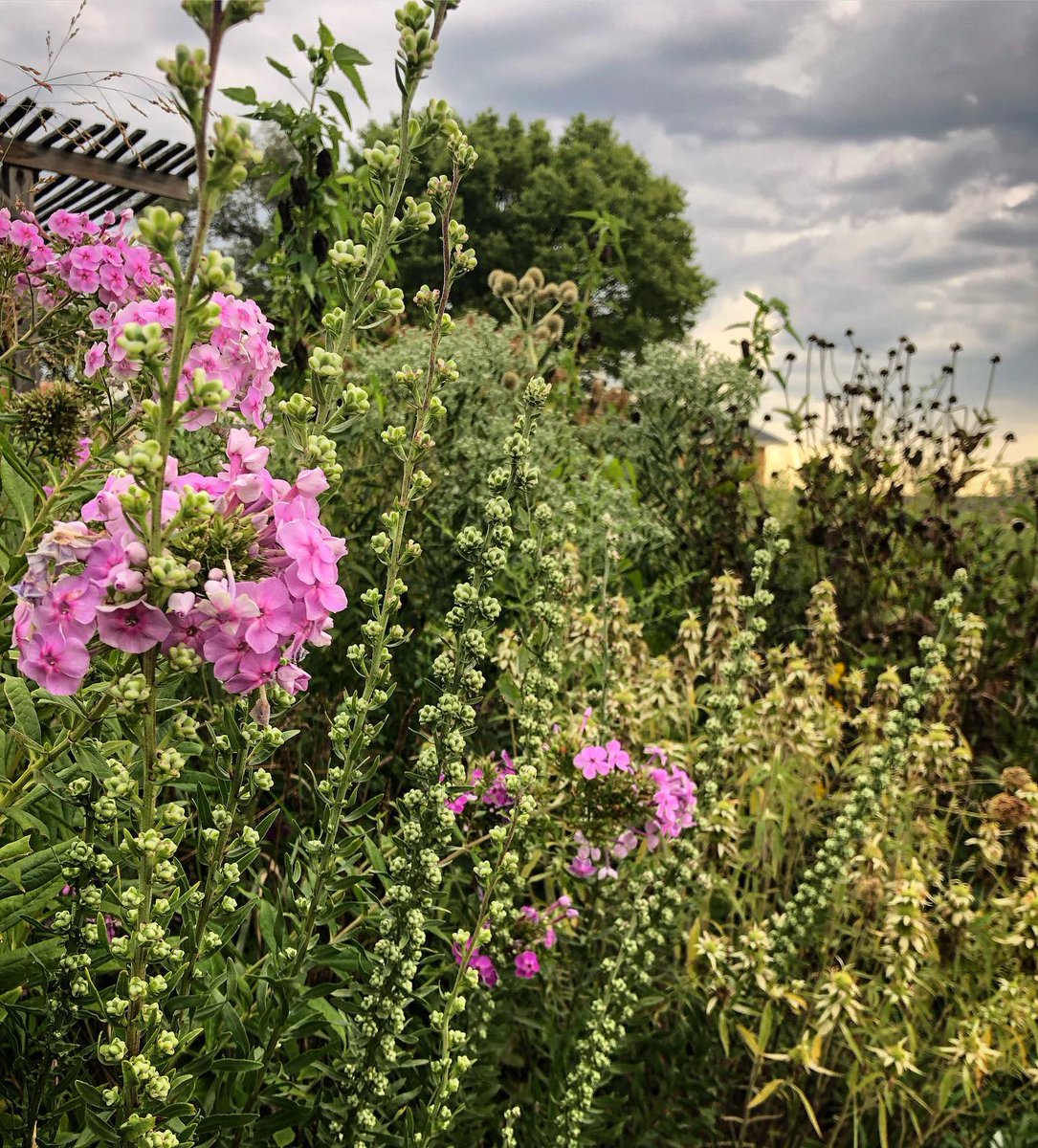 BotanicalBelong's tweet photo. Rough Blazingstar (Liatris aspera). It might be a late bloomer, but it more than makes up for it with its beautiful buds. It starts to remind me of a string of pearls right about now. #plants #nativeplants #kansas #summer #nativeplantgarden #flowers #prairieplants https://t.co/xmsJpYWorz