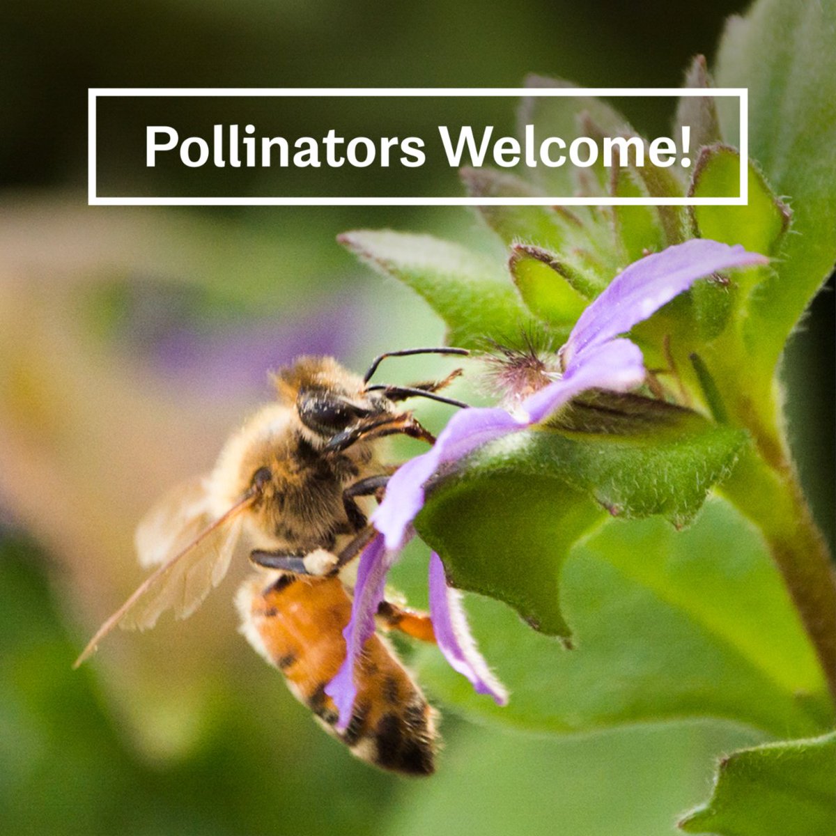 shopgreendigs's tweet photo. So many outdoor plants, flowers and veggies can attract bees, butterflies or birds. So, if you want your space to be an oasis for these essential ingredients to our environment, consider adding popping a few pollinator-friendly plants to your yard. https://t.co/qGsXWkMR6m