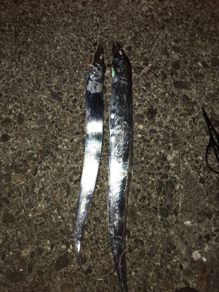 cb616shige's tweet photo. フォロワーさんに教えてもらったので　太刀魚プチ遠征〜
今年　初の釣行で　渋い中　なんとか2匹釣れた〜🎣 https://t.co/VrOn8w9G5u