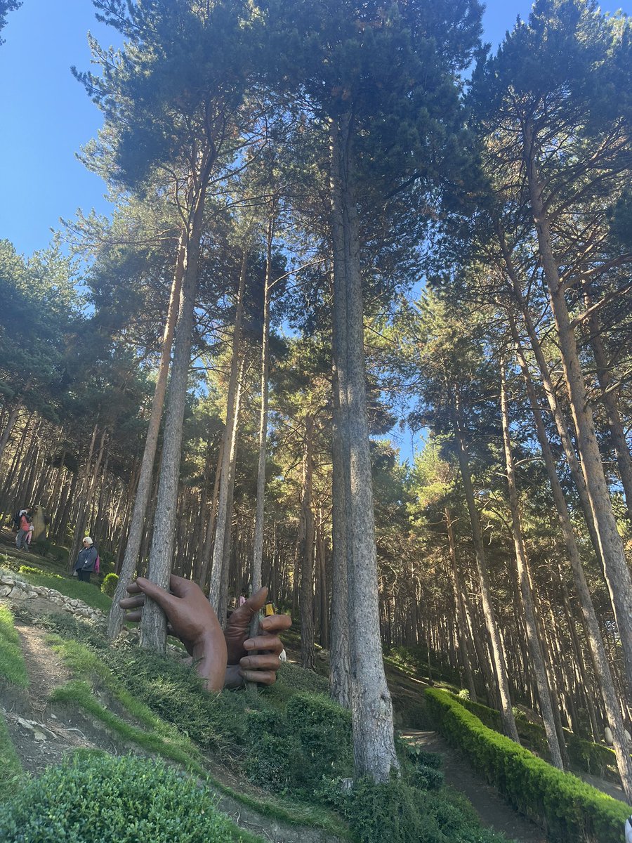 irisbotcas99's tweet photo. Jardins de juberri🌲🌳 https://t.co/4OIj1LrNwv