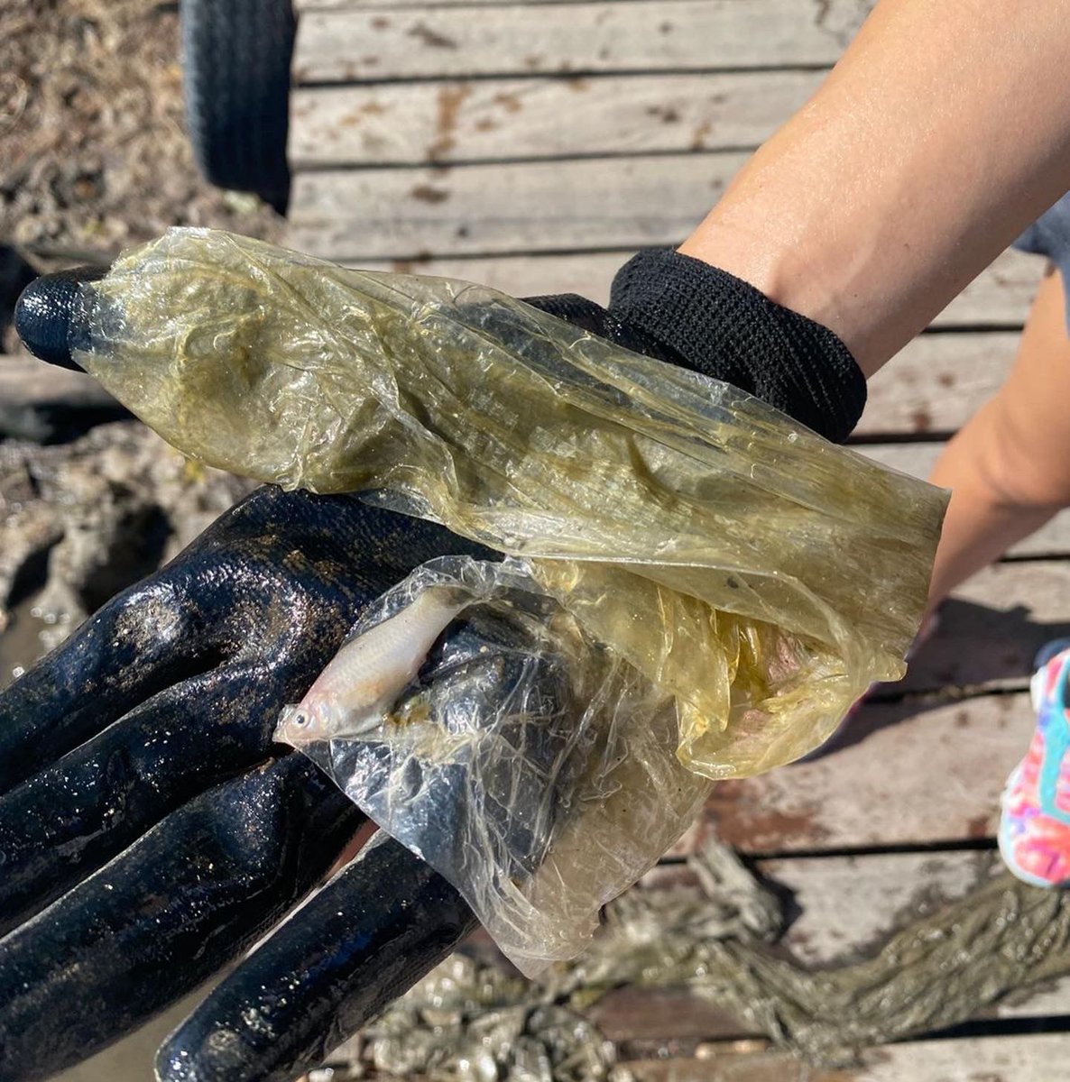 adrixaguilar's tweet image. Hoy madrugamos para sumarnos a la jornada de limpieza #SuzukiCleanOceanProject en el bello puerto de San Felipe #Yucatán. Hacer equipo es la mejor forma de seguir construyendo comunidades fuertes. #HagamosComunidad 🌎🌊