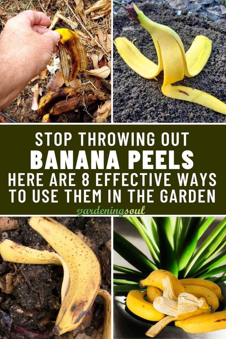DemarestNature's tweet image. Stop Throwing Out Banana Peels. Here Are 8 Effective Ways to Use Them in The #Garden

#gardening     #Banana 
gardeningsoul.com/stop-throwing-…