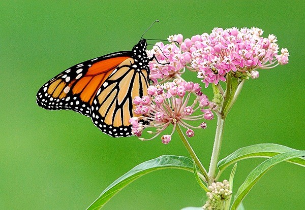 DemarestNature's tweet image. Help the #monarch #butterfly.  #Plant #milkweed, add some of your favorite native pollinator-friendly flowers (avoid pesticides) &amp;amp; you’ve done something wonderful for yourself, your home, community, &amp;amp; an endangered icon. Your beautification project might inspire others.