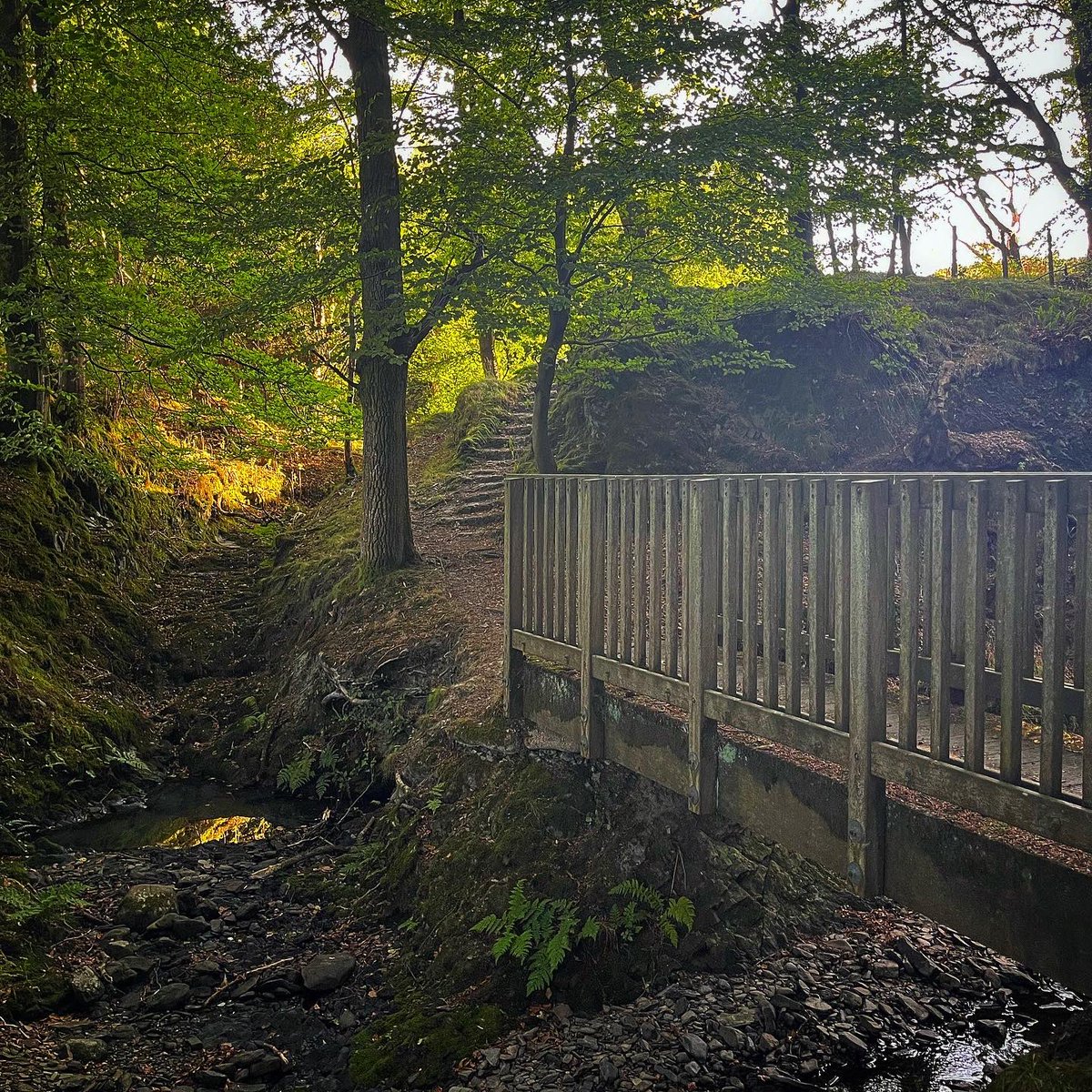 PhoebeRSmith's tweet photo. And, as the sun sets, the trees are lit with what looks like fire - as the green is bathed in amber and even the woods themselves seem to point the way… #wanderwoman #onassignment #amwalking #amwriting #ipilgrim #wayferer https://t.co/adgO4eyUC6