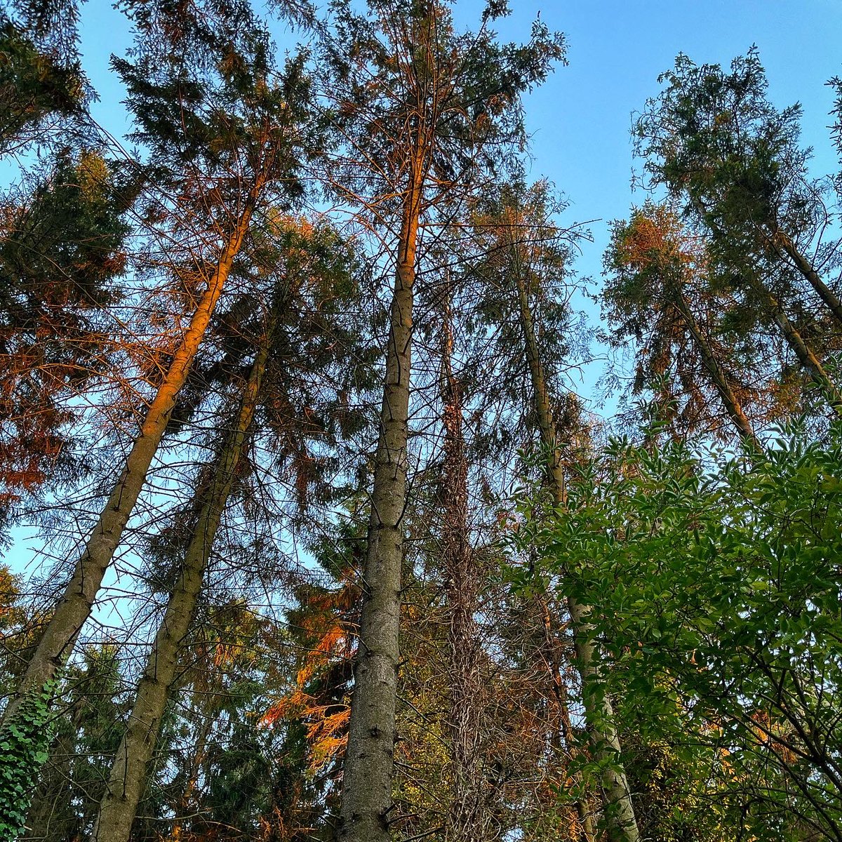 PhoebeRSmith's tweet photo. And, as the sun sets, the trees are lit with what looks like fire - as the green is bathed in amber and even the woods themselves seem to point the way… #wanderwoman #onassignment #amwalking #amwriting #ipilgrim #wayferer https://t.co/adgO4eyUC6