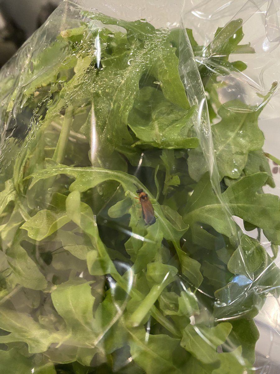 Mark_Bijl's tweet photo. @PLUSsupermarkt hoort dit? https://t.co/JUc1KYWECb