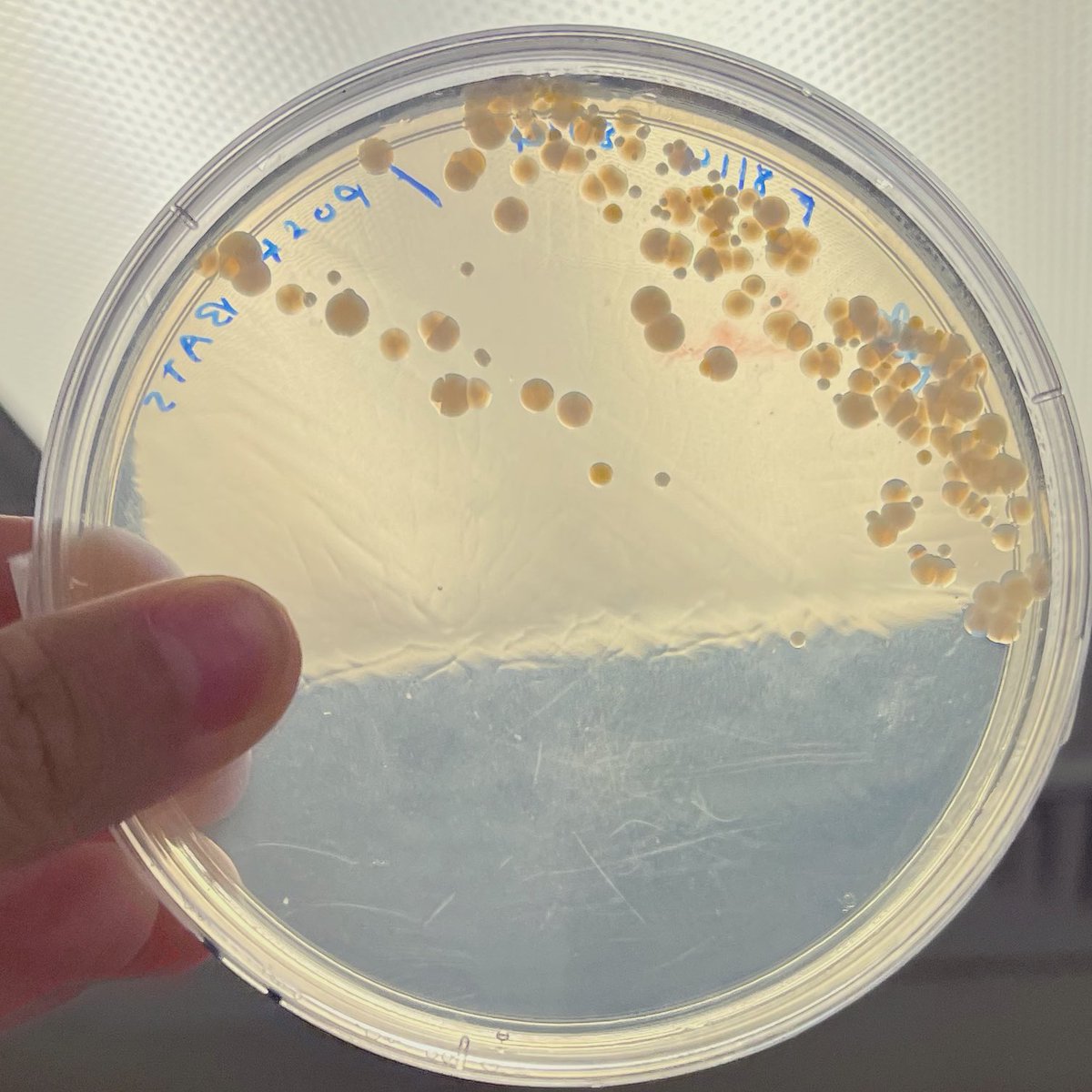 Catie S. Cleveland (@cyanocatie) on Twitter photo Checking out some Gulf Stream Trichodesmium and some potential Tricho-associated copiotrophs up close & personal today! <a href="/EricWeb65737594/">Eric Webb</a> <a href="/anjbhatnagar/">Anjali Bhatnagar (she/her)</a> Checking out some Gulf Stream Trichodesmium and some potential Tricho-associated copiotrophs up close & personal today! <a href="/EricWeb65737594/">Eric Webb</a> <a href="/anjbhatnagar/">Anjali Bhatnagar (she/her)</a>