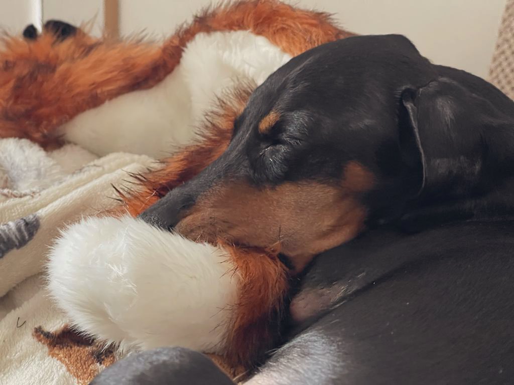 Alter3dSky's tweet photo. My boy falling asleep with the toy in his mouth! Precious 🙊😂 #Dachshunds #doxie #puppylove https://t.co/tCkGua7xB6