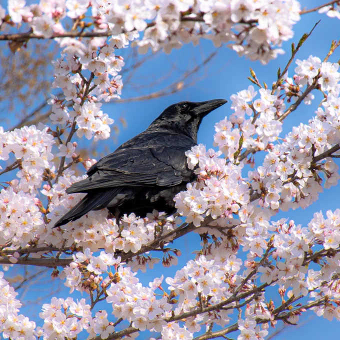 春爛漫  #カラス写真アワード2022 