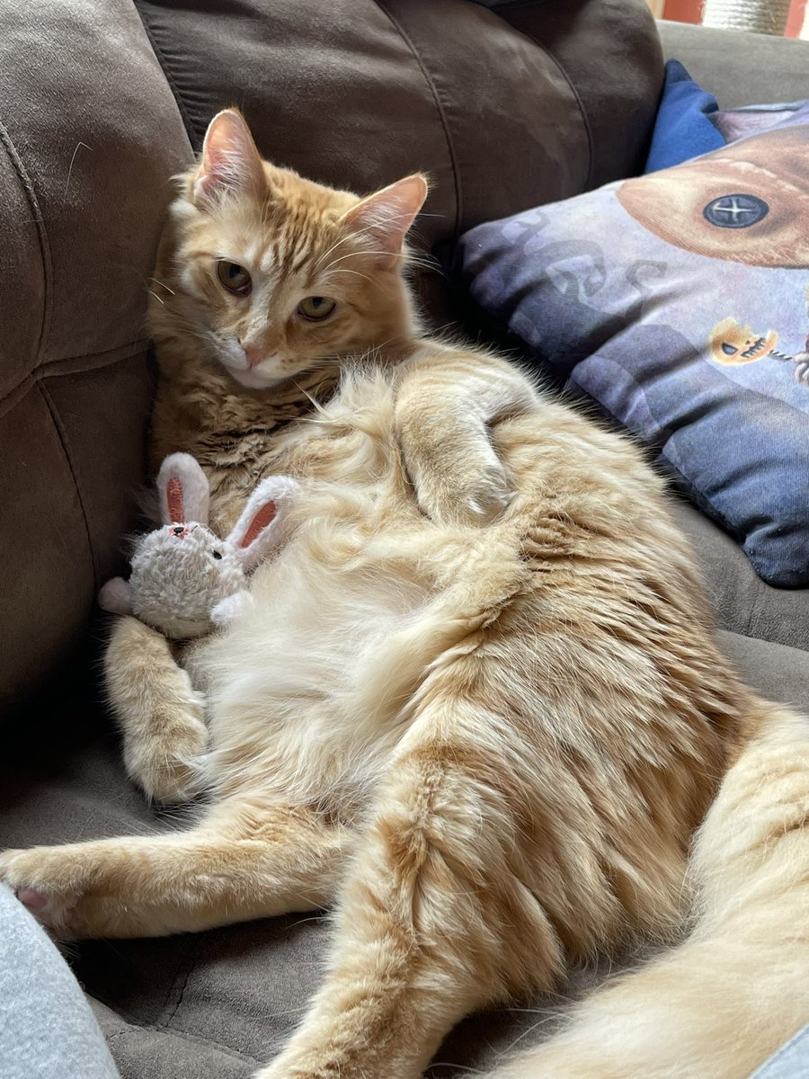 Ok Svend and his bunny is the cutest thing