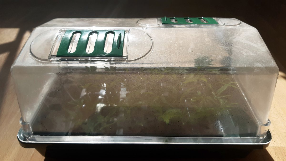 laakekantsu's tweet photo. Pistokkaat höyrysaunassa. Kaikki hyvässä nestejännityksessä. #lääkekannabis #maatuska #eijakantsu #cherry18 #pistokkaat https://t.co/ccYXT3n0sf