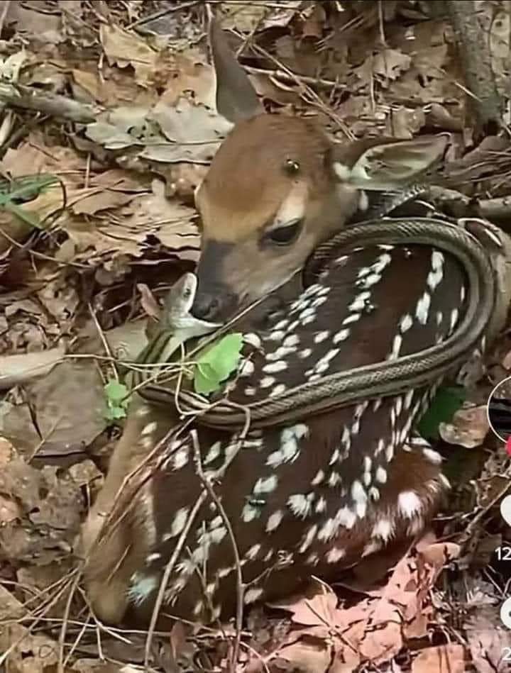 "You miss 100% of the shots you don't take"
-Wayne Gretskey
#Snakes #Herpetology #humor #bigbite #wildlife #DeerHunter

Screenshot from video by Jason Lenz