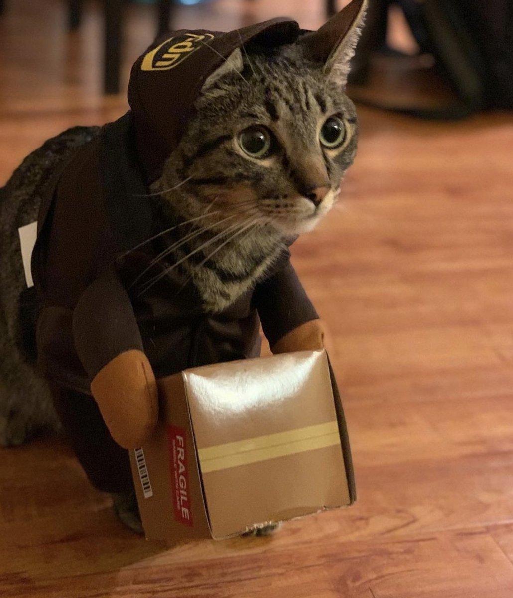 UPS's tweet photo. Kitties always have us feline good.
Happy International Cat Day! ๐ป
#internationalcatday #upscat
๐ธ: @ banditnbruno https://t.co/4IqGX5Ukl8