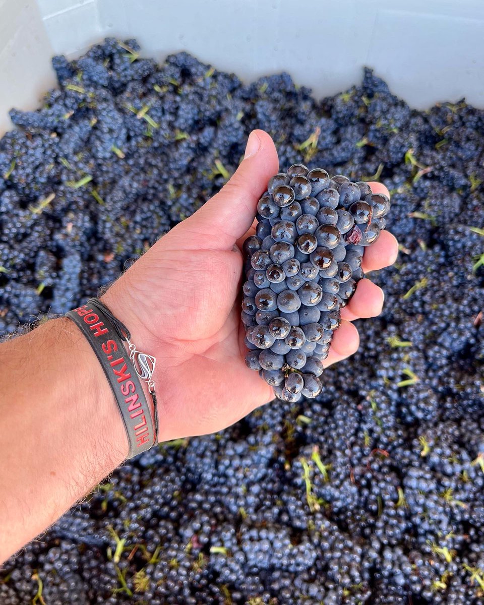 LombardiWines's tweet photo. A delicious start to harvest! ❤️🍇🍷
Brought in some beautiful Martaella Vineyard Pinot Noir, located in the heart of the Russian River Valley. Thanks @sulpup!
#lombardiwines #harvest #harvest2022 #russianrivervalley #pinotnoir #sonomacounty #thisissonoma https://t.co/aeVnbTUIzU