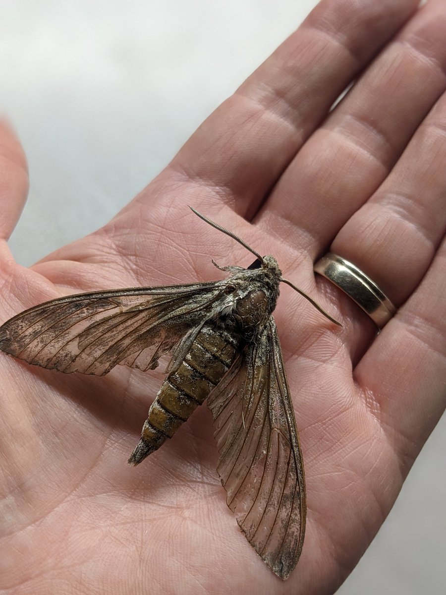 jezjohn's tweet photo. Massive Moth in the house! Sadly not alive and was slumping over a usb cable. RIP mate #mothy https://t.co/JcStK3QT0t