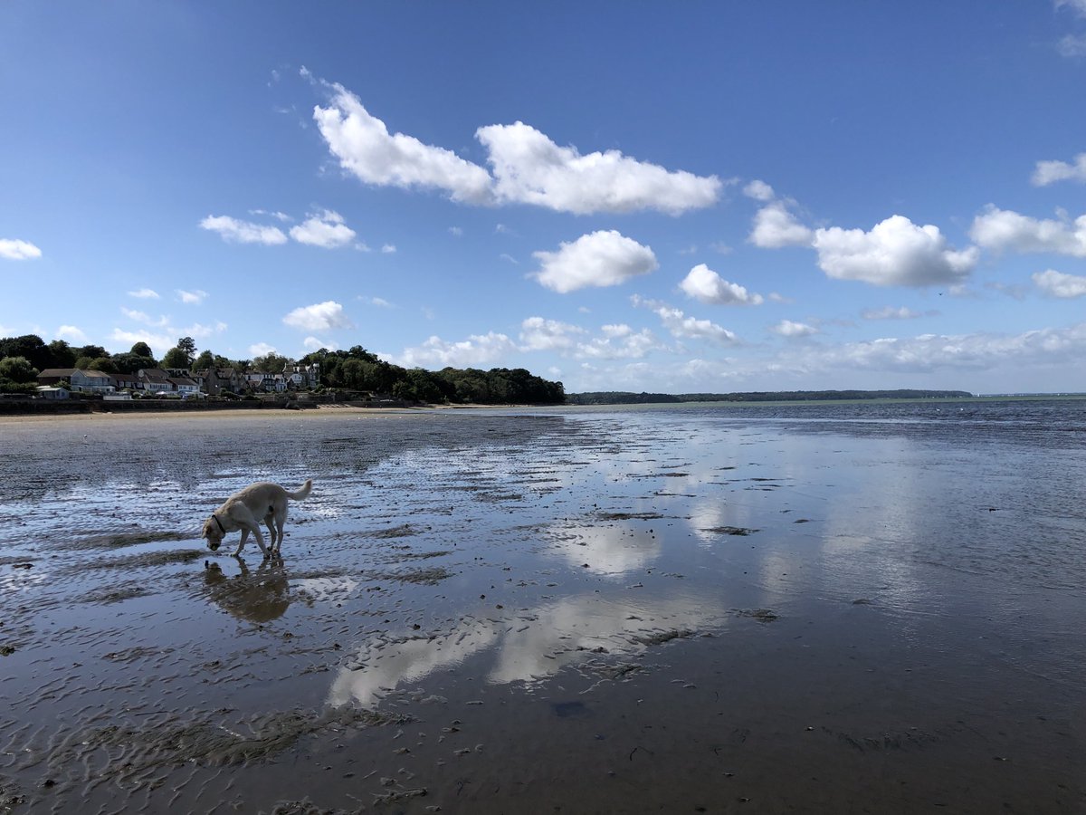 TenerifeTommy's tweet photo. RT @UnlimitedIsland: RT @SiriusStar1963: Saturday walk with #Alfie #OffDutyGuideDog #PlayerBeach #Ryde #PureIslandHappiness #IOW 🦮💛 https://t.co/3F0gA4QYcu