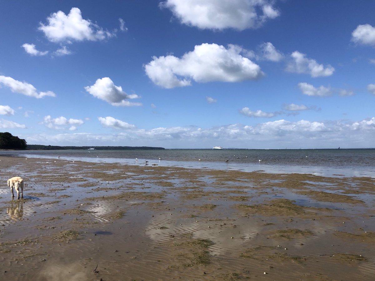 TenerifeTommy's tweet photo. RT @UnlimitedIsland: RT @SiriusStar1963: Saturday walk with #Alfie #OffDutyGuideDog #PlayerBeach #Ryde #PureIslandHappiness #IOW 🦮💛 https://t.co/3F0gA4QYcu