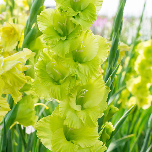 _flowers4you's tweet photo. @uroojs124 you have received an arrangement of Poppy and Gladiolus with a note attached! It says, "Love and light, always. <3"! https://t.co/4wTUSyry9d