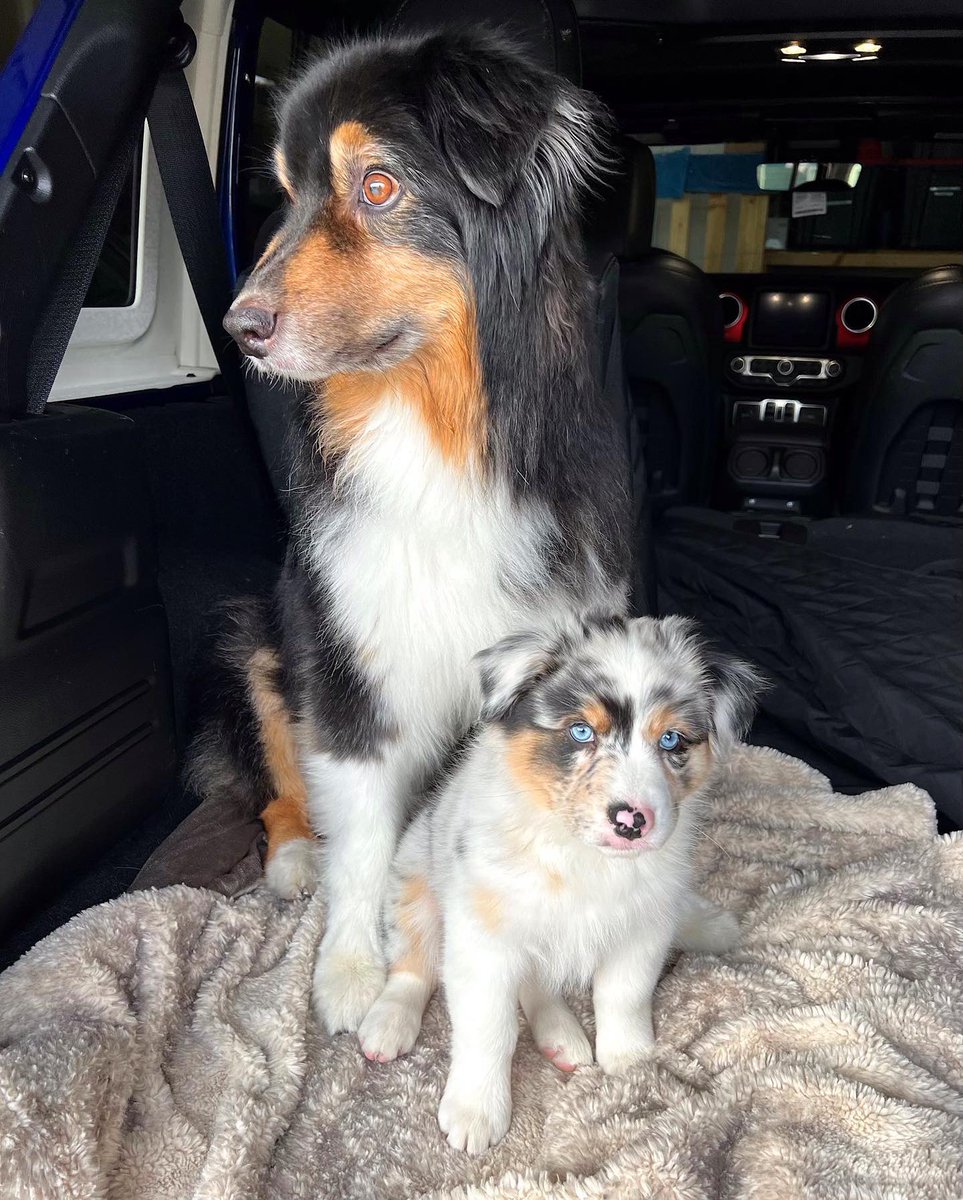Lesliht1's tweet photo. Stella Grace is here and Auz is doing SO well! She’s been told off a couple of times but moments like these…❤️ @aussiesdointhgs #dogsoftwitter https://t.co/KNwg0IRsUg