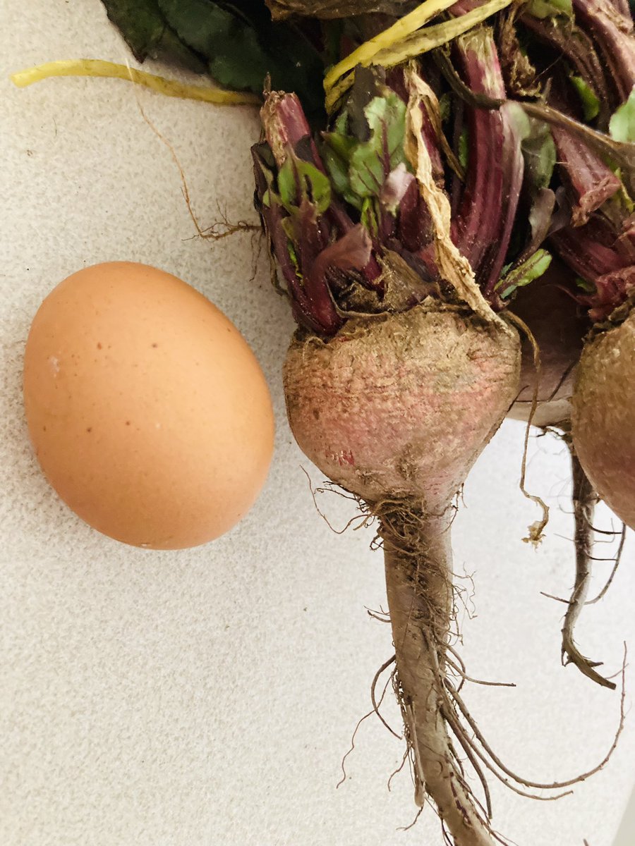 Nickmor's tweet photo. Betarragas del porte de un huevo, pimentones con HONGOS, coliflor y brócoli del porte de la Palma de la mano. Una VERGÜENZA!!! https://t.co/a5UkSHPZ6A