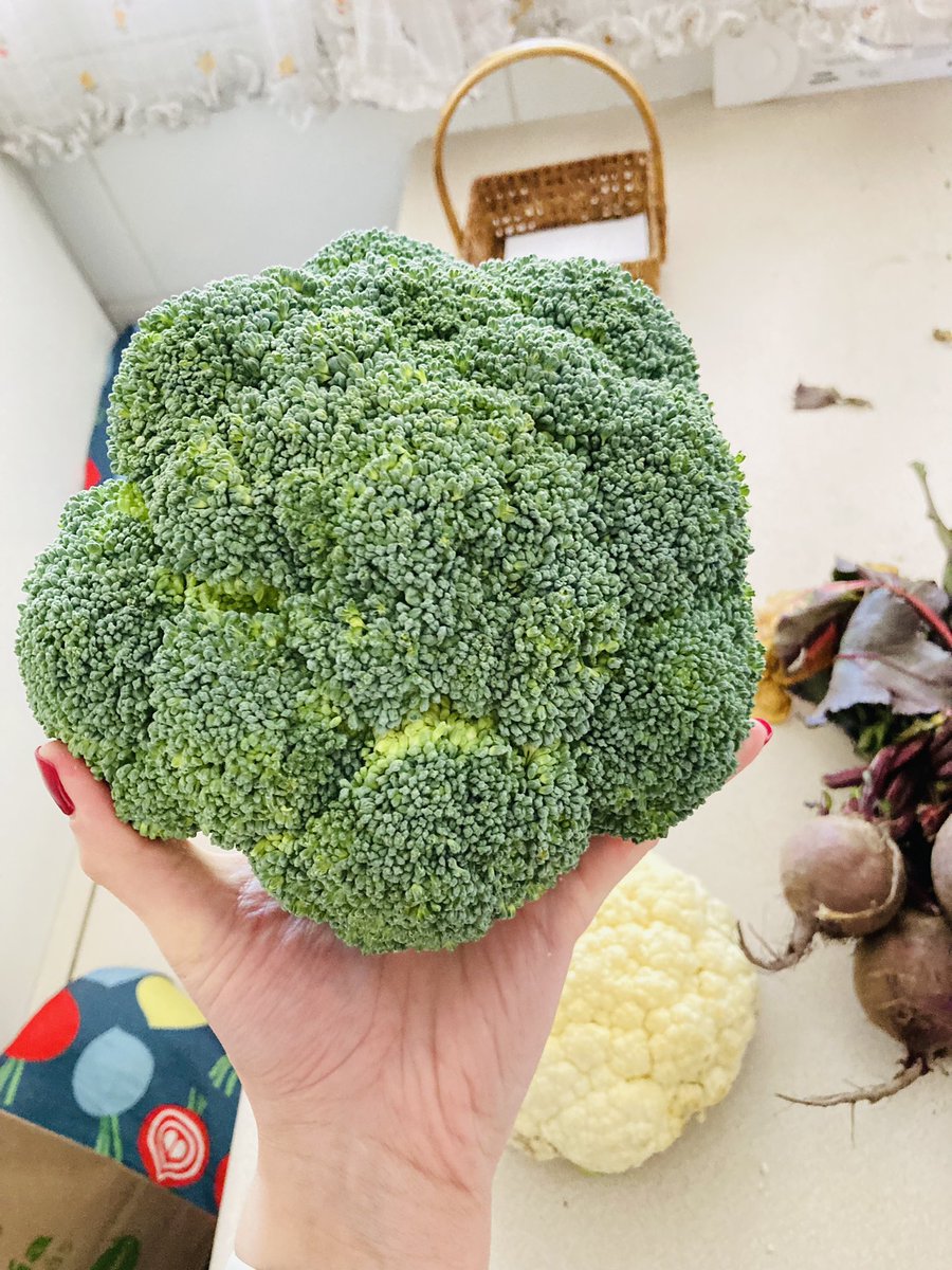 Nickmor's tweet photo. Betarragas del porte de un huevo, pimentones con HONGOS, coliflor y brócoli del porte de la Palma de la mano. Una VERGÜENZA!!! https://t.co/a5UkSHPZ6A