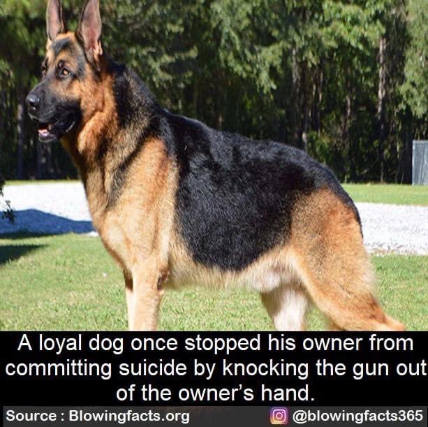 Julesk23's tweet photo. #Hero #dogs #dogsarefamily #DogsOnTwitter #SavedHim https://t.co/czu0nlD5u9