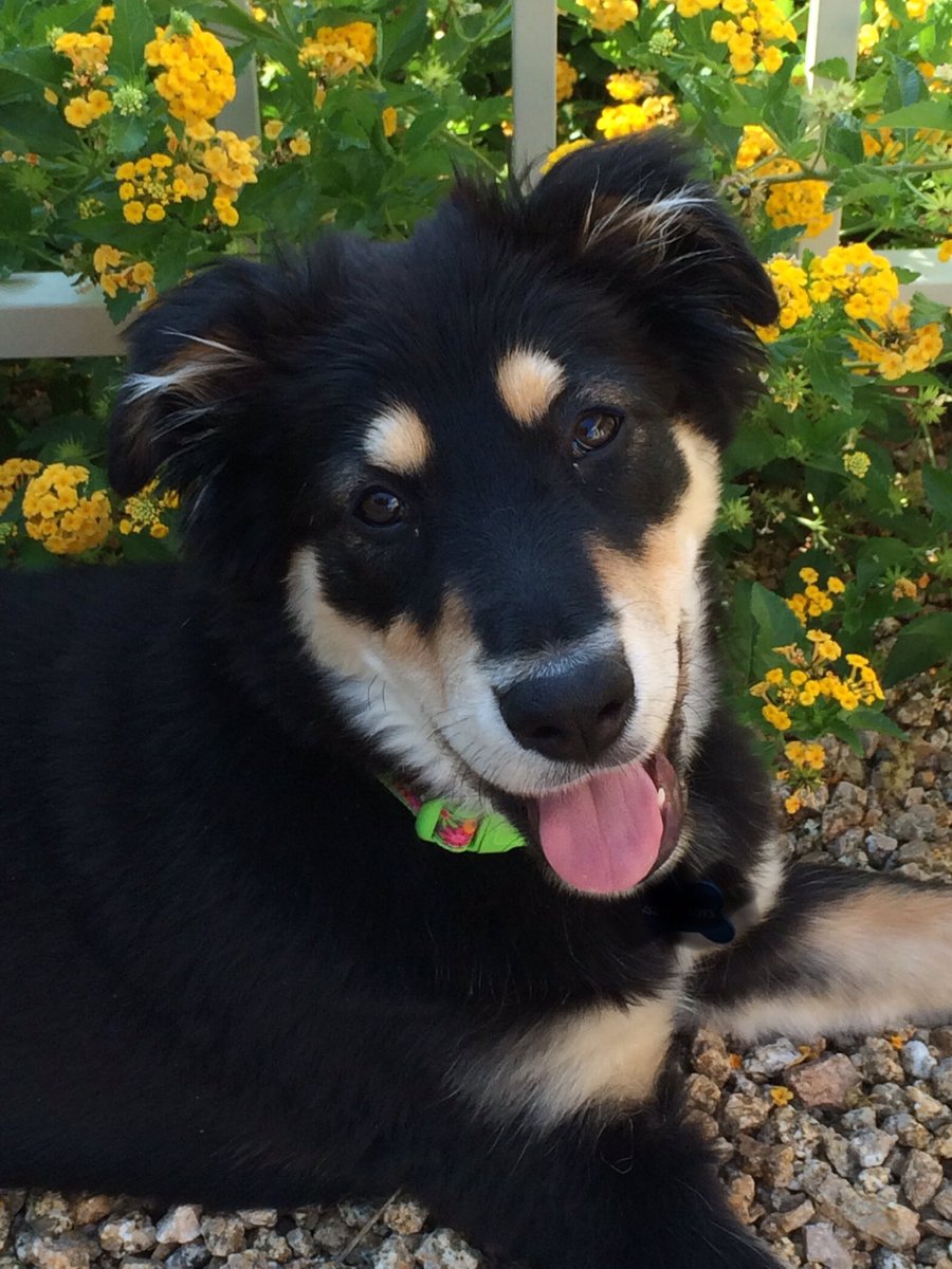 dee_dungan's tweet photo. @Maggarooo KC is sending hugs and yellow floofs from Arizona. https://t.co/LjUxbQA0vF