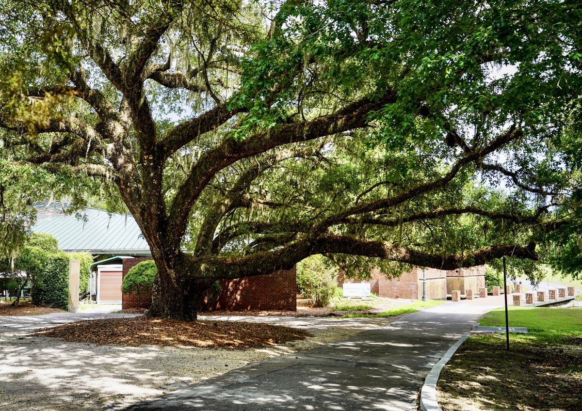 dMarieGoff's tweet photo. #liveoaktree #liveoak #naturephotography #liveoaks #tree #nature #spanishmoss #lowcountry #liveoaktrees #MoncksCornerSC #OldSanteeCanalPark https://t.co/BPulkKf71v