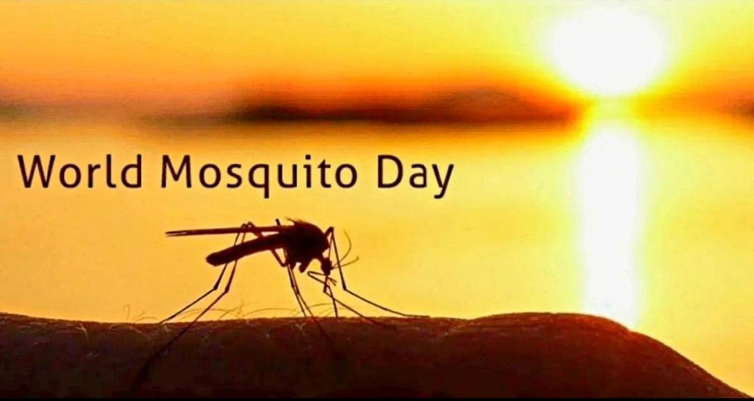Small Bite,Big Threat.
#worldmosquitoday2022
#RomanRemix 
#NCT127 
#LISA 
#PINKVENOM