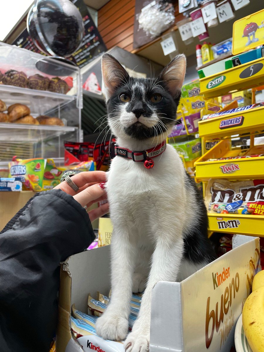 Bodega Cats (@bodegacats_) on Twitter photo 