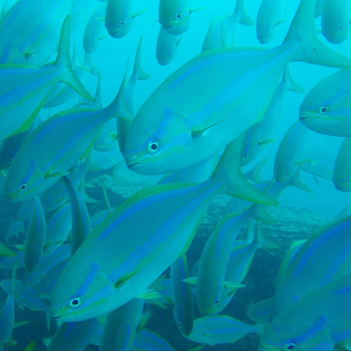 astro_Michaela's tweet photo. #digitalnomad #travelandwork #writing #consulting #teaching #professor #MichaelaMusilova #analogastronaut #astronaut #space #scientist #womeninstem #womeninspace #astrobiologist #Galapagos #Ecuador #sealion #penguin #turtle #fish #whitetipreefshark #blacktipreefshark #babyshark https://t.co/LbincNhQOC
