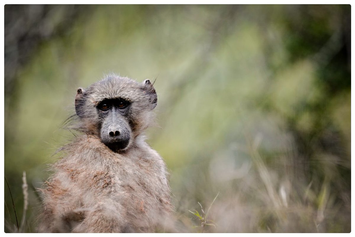 Wildlife of the Baviaanskloof. #TransBaviaans2022