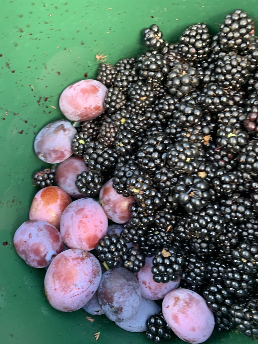 So scrumping today - more tomorrow &amp; pies, crumbles and jam will be made for my family