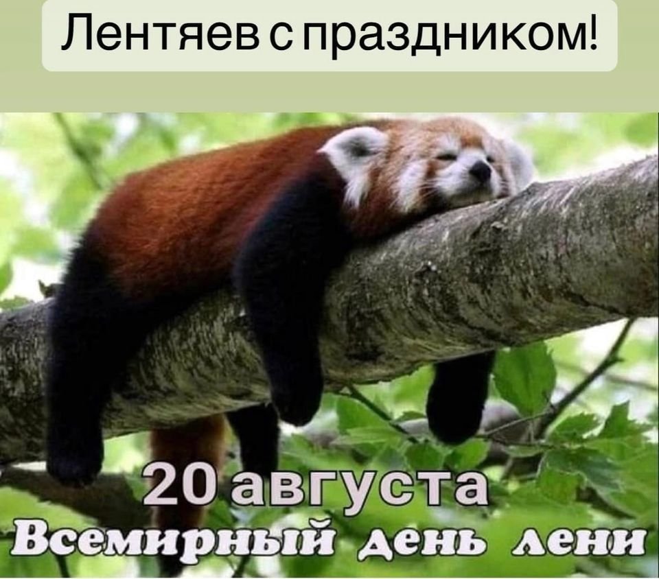 Панда в сауне
