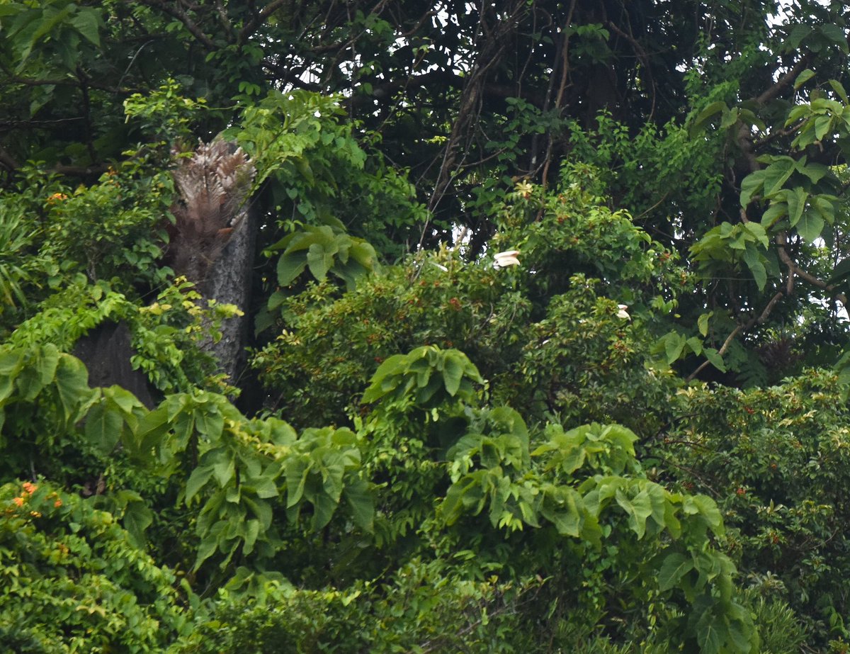 ElNidoArtcafe's tweet photo. Early Morning, the Hornbills, you can hear from from far. They usually just pass by, on the way to Lapus Lapus over the taraw.
Best pictures I could manage form the room window.
#palawanhornbills #elnidobirds #birdsofelnido https://t.co/P7itoSxCuA