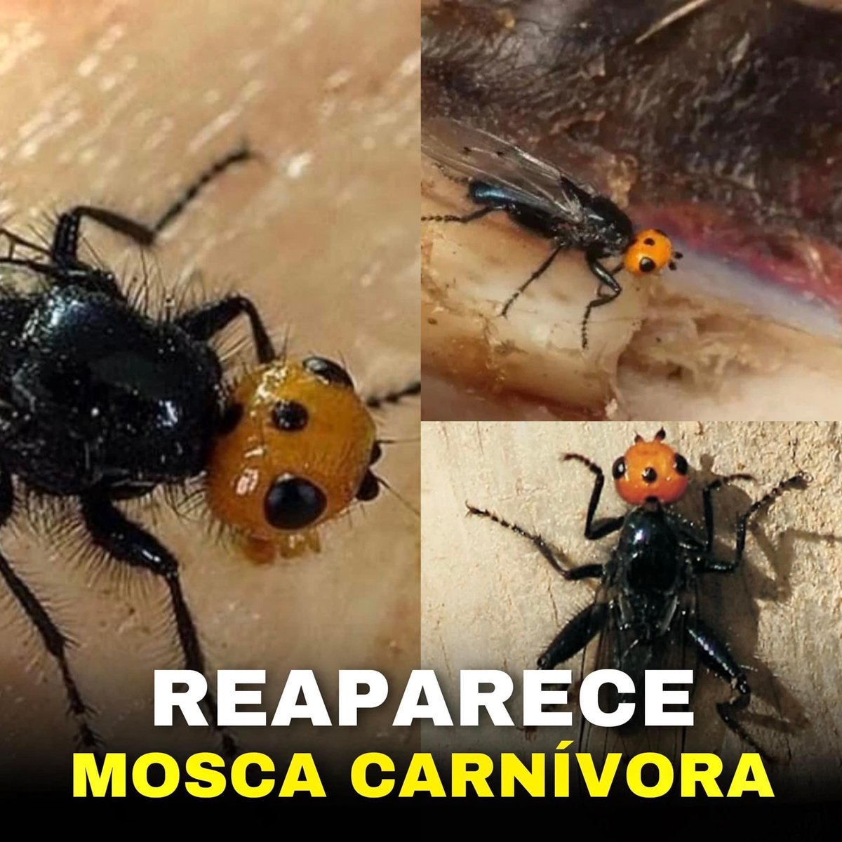 EarthquakeChil1's tweet photo. #Urgente Francia 🔴 Reaparecen las #moscas #carnívoras también se les conoce como “moscas #quebrantahuesos” y son una #amenaza.
El avistamiento de moscas carnívoras generó #alerta, ya que es un #insecto que se creía extinto desde 1836. https://t.co/FoEtSKJZc2